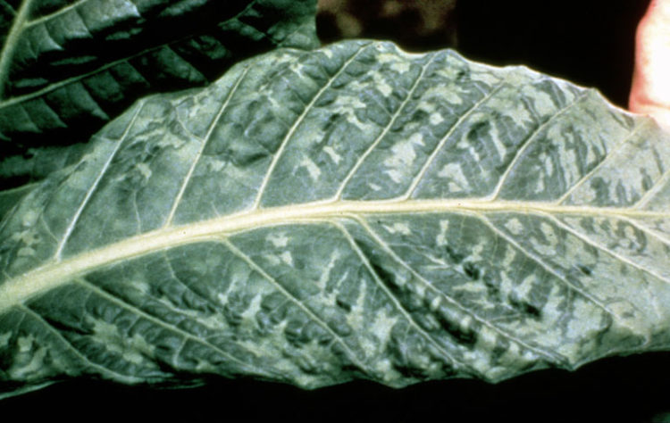 Табачная мозаика вирус у растений