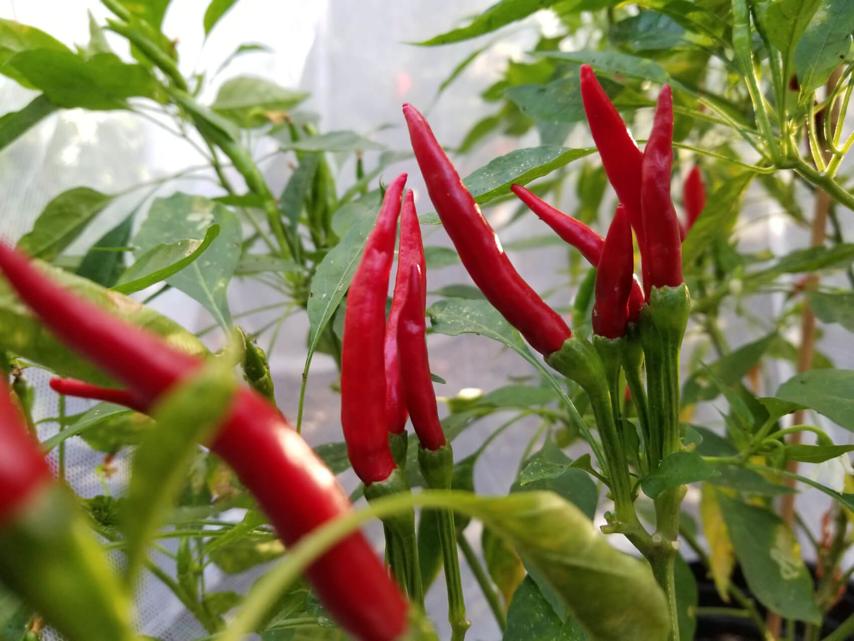 Thai dragon pepper plant