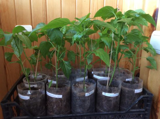 Как вырастить перец чили (часть 3). Выращивание рассады.