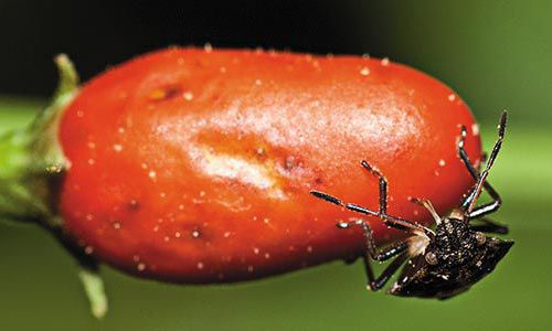 Хоботные жучки Hemiptera на перце чили