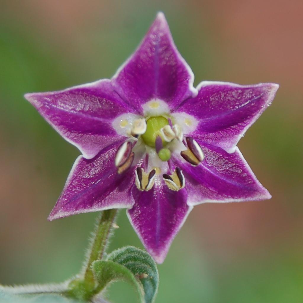 Цветок Capsicum_pubescens