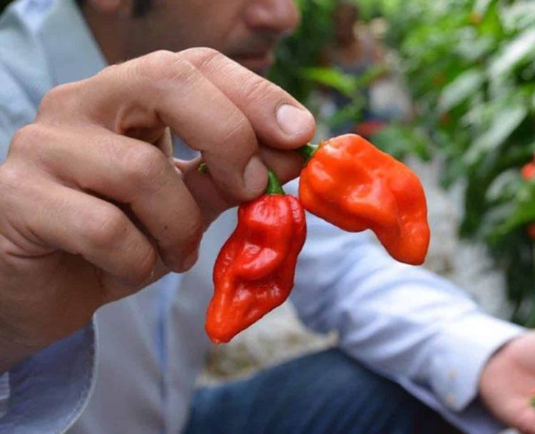 Komodo Dragon pepper