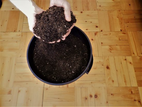 Состав почвы для выращивания рассады перцев