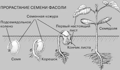 Прорастание семени